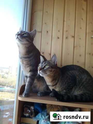 Кошка Екатеринбург - изображение 1