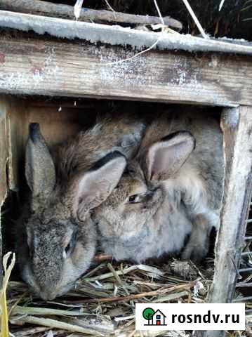 Продаются кролики Белогорск - изображение 1