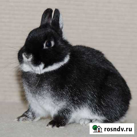 Декоративный кролик рекс Нижний Новгород - изображение 1