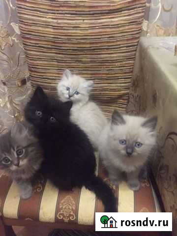 Котята Смоленск - изображение 1