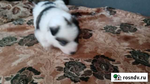 Отдаём в добрые пки щенков. Мальчики и девочки. Во Егорьевск - изображение 1