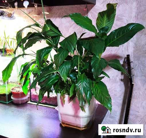 Комнатные цветы Мурманск - изображение 1