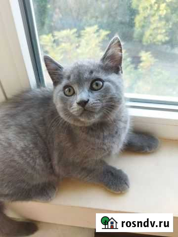 Шотландские прямоухие котята Саки - изображение 1