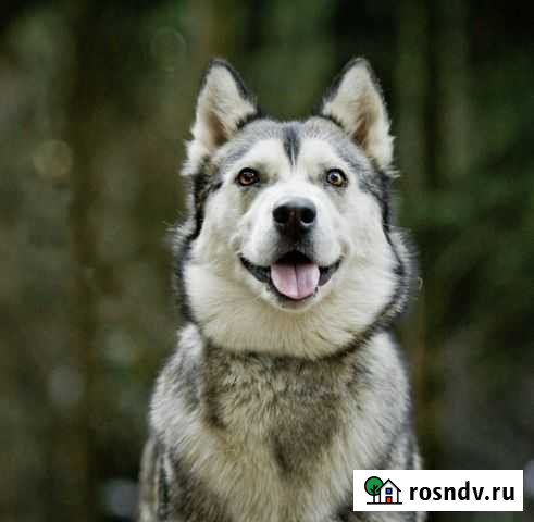 Собака Лесной Городок - изображение 1