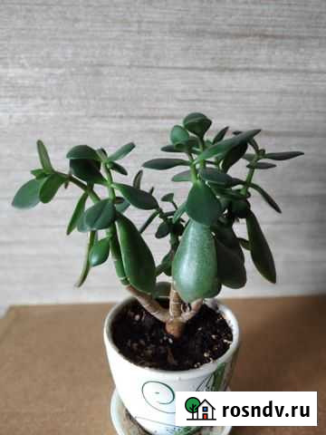 Денежное дерево 3 года Липецк - изображение 1