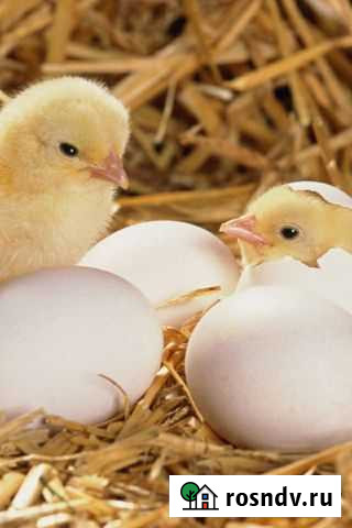 Инкубация птиц под заказ Казань - изображение 1