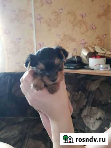 Йоркширский терьер мини щенки Емельяново - изображение 1