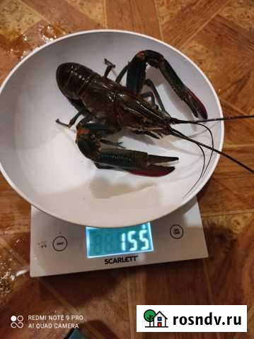 Австралийский рак Саратов - изображение 1