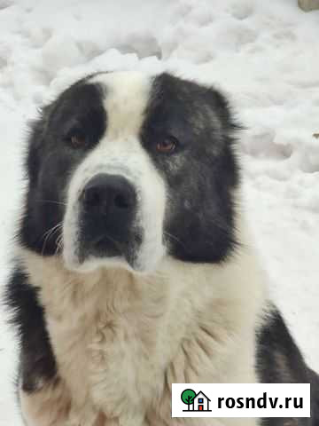 Вязка алабай Калуга - изображение 1