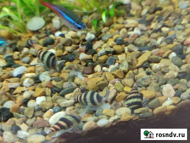 Улитка хелена Магнитогорск - изображение 1