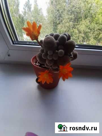 Комнатные цветы Узловая - изображение 1