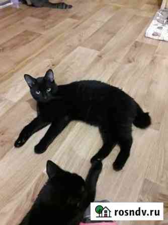 Кот Нижний Новгород