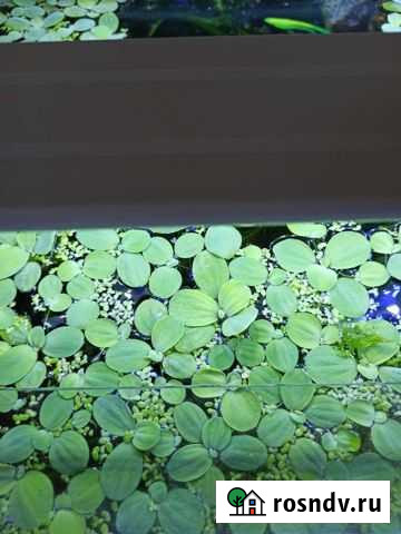 Аквариумное растение Пистия Оренбург - изображение 1