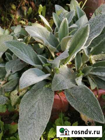 Стахис растение Владимир - изображение 1