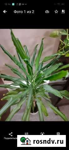 Драцена душистая/Сциндапсус 2шт Нижневартовск - изображение 1