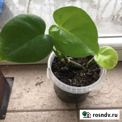 Монстера Гурьевск - изображение 1