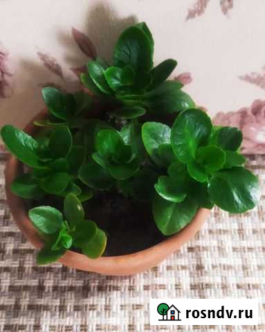 Каланхоэ розовое Почеп - изображение 1