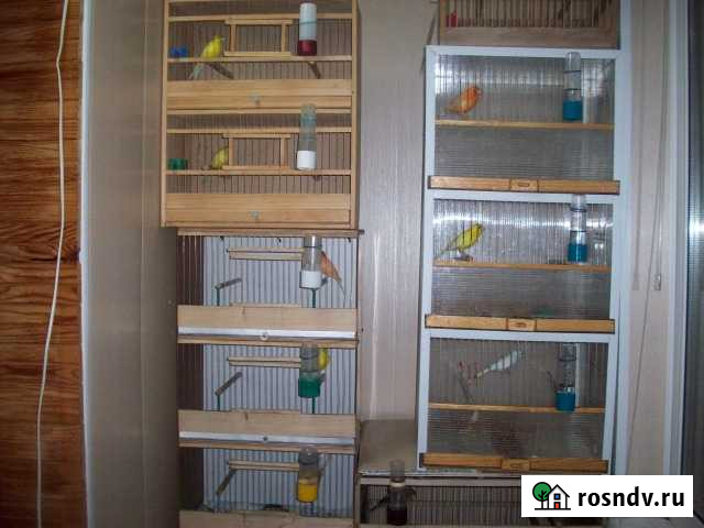 Канарейки Брянск - изображение 1