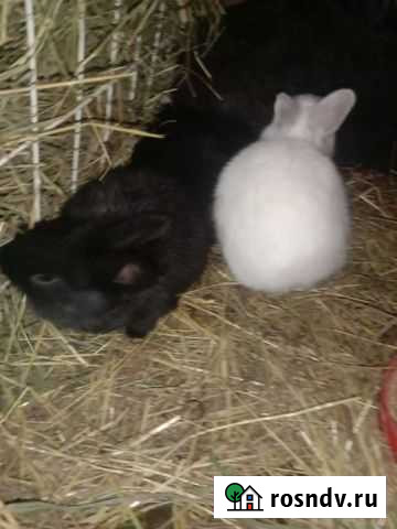 Крольчата кролики есть взрослые есть маленькие вел Абакан - изображение 1