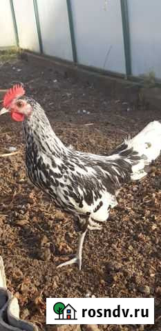 Петух Баранчинский - изображение 1