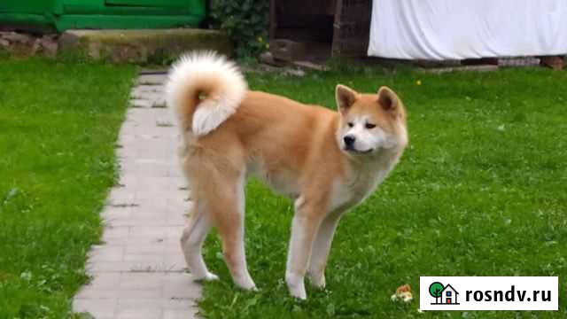 Щенки акита ину Химки - изображение 1