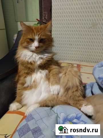 Коты в добрые руки Кстово - изображение 1