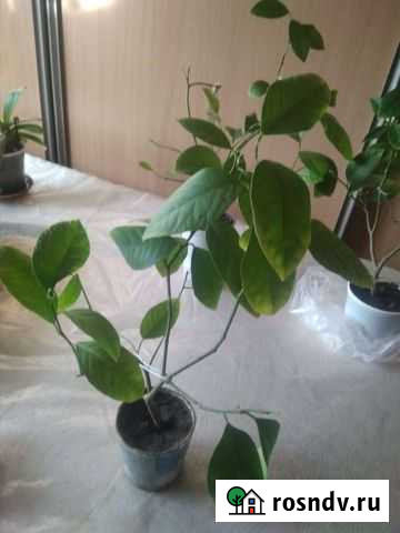 Лимон комнатный Ржев - изображение 1