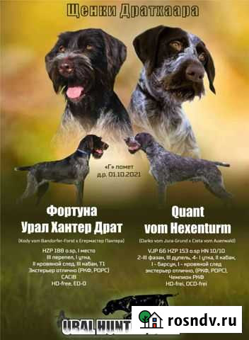 Собаки щенки породистые дратхаар Копейск - изображение 1