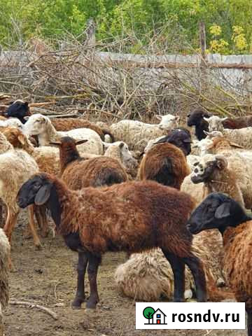 Бараны Разумное - изображение 1