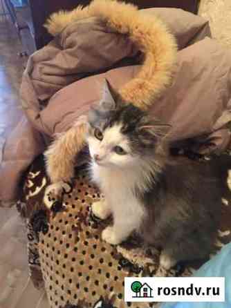 Котята Новый Оскол