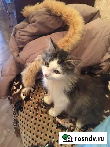 Котята Новый Оскол - изображение 1