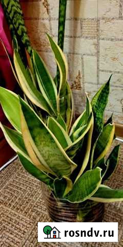 Сансевиерия Петрозаводск - изображение 1
