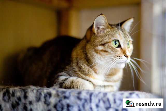 Кошечка Стеша Хабаровск - изображение 1