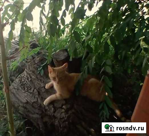 Рыжик котик Полтавская - изображение 1