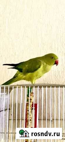 Ожереловый попугай Благовещенск - изображение 1