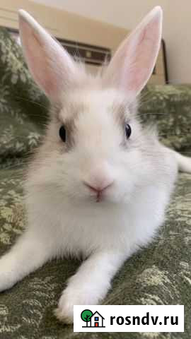 Ищем самца для вязки Сочи - изображение 1