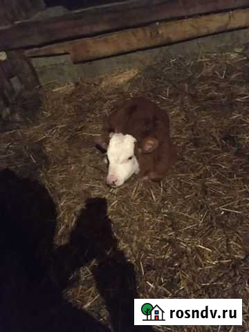 Телята от герифорда Псыж - изображение 1