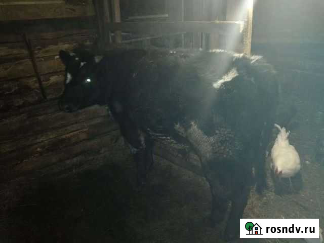 Бычок Курган - изображение 1