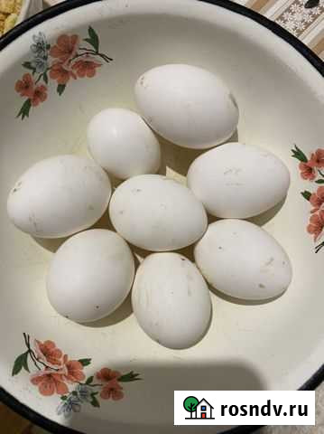 Яйца Славянск-на-Кубани - изображение 1