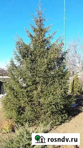 Елка новогодняя Шахты - изображение 1