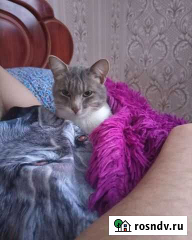 Кот Шуя - изображение 1