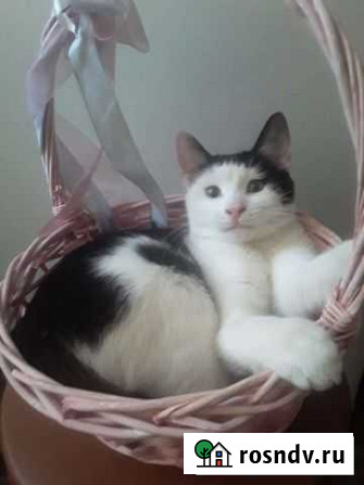 Котенок в добрые руки Курск - изображение 1