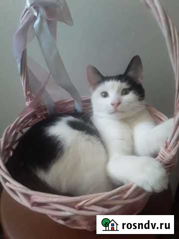 Котенок в добрые руки Курск - изображение 1