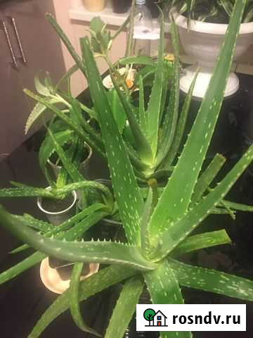 Цветы лечебные Золотой ус, коланхоэ, алоэ Вера Волгодонск - изображение 1