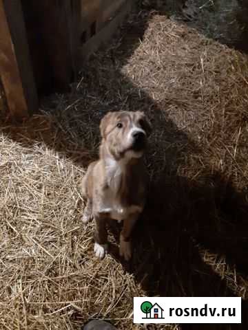 Среднеазиатская овчарка Чкаловск - изображение 1