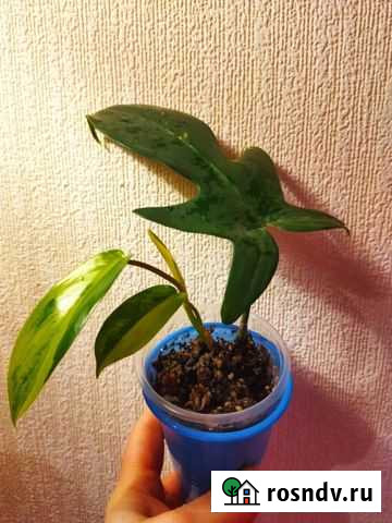 Филодендрон Маска (Magic Mask Variegata) Красноярск - изображение 1