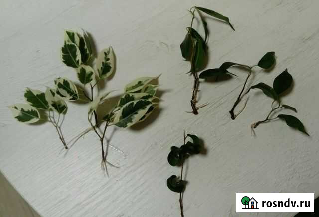 Фикусы отростки Медведево - изображение 1