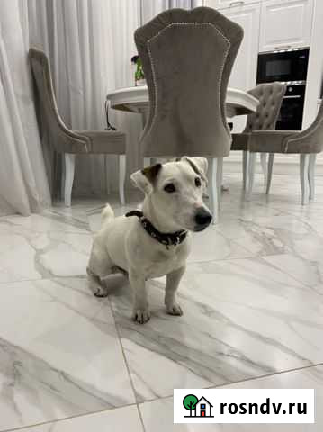 Джек Рассел терьер вязка Симферополь - изображение 1