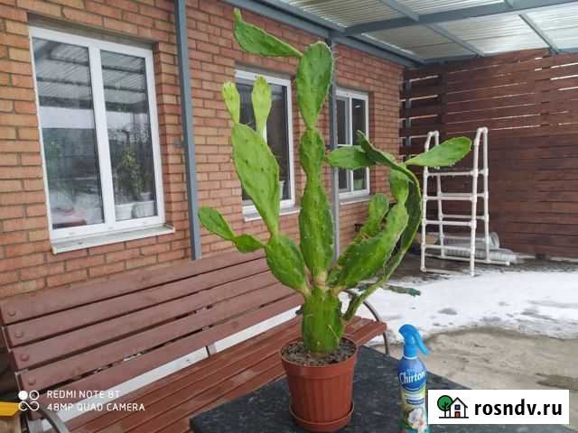 Ушастый Кактус Опунция Бергера, более 3лет Шахты - изображение 1