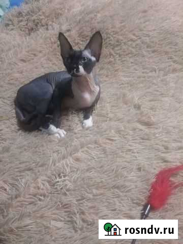 Канадский сфинкс бесплатно Пенза - изображение 1